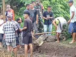 Buaya Berkeliaran Di Pemukiman Warga Akibat Hujan Deras Yang Membobol Penakaran