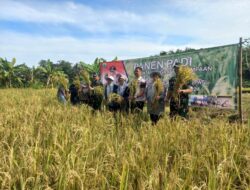 Dalam Rangka Peningkatan Ketahanan Pangan Dandim 0608/Kodim Cianjur Bersama Forkopimda Laksanakan Panen Raya di Kecamatan Cibeber